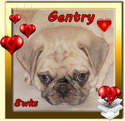 Gentry - Pug