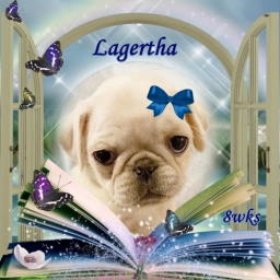 Lagertha - Pug