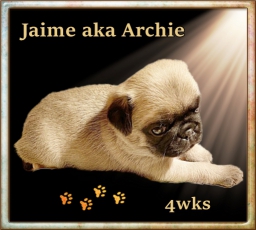 Jaime - Pug