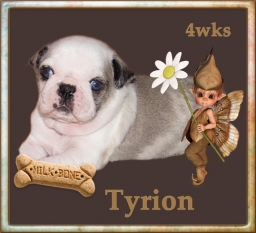 Tyrian - Pug