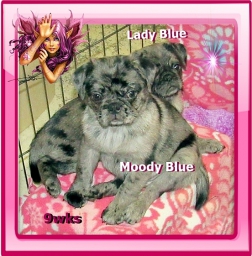 Lady Blue - Blue Merle Pug