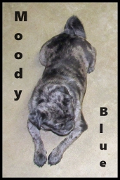 Moody Blue - Blue Merle Pug