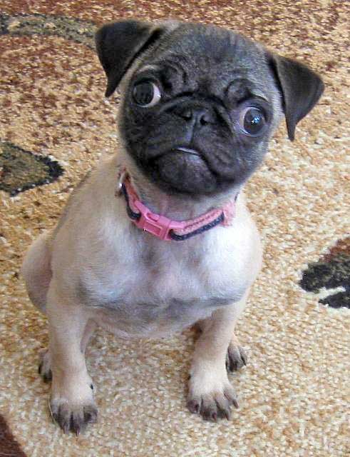 This pug puppy will bring a smile to your face